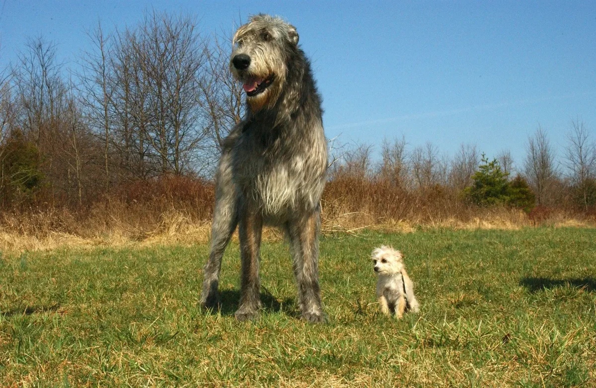 irischer wolfshund hund rasse stehend neben kleinem weißen hund
