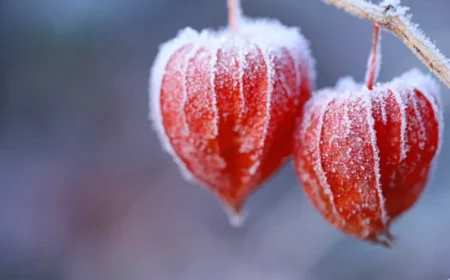 ist physalis ein oder mehrjaehrig zier physalis essbar zwei physalis fruechte orange blaetter im winter gefrostet