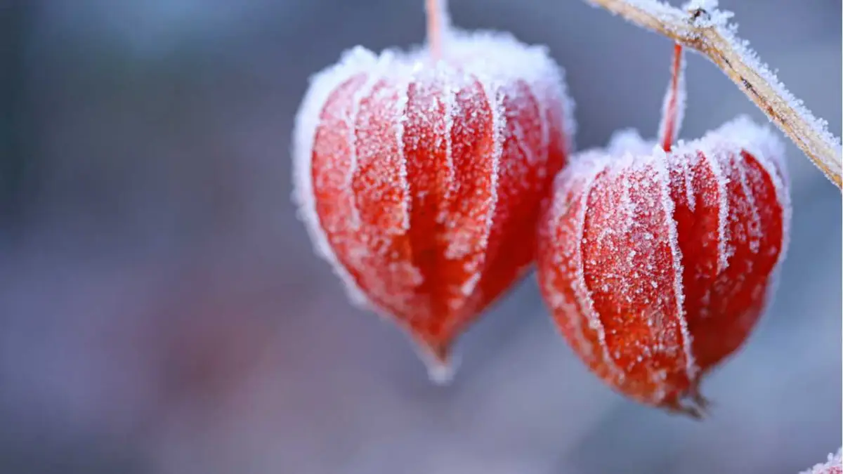 ist physalis ein oder mehrjaehrig zier physalis essbar zwei physalis fruechte orange blaetter im winter gefrostet