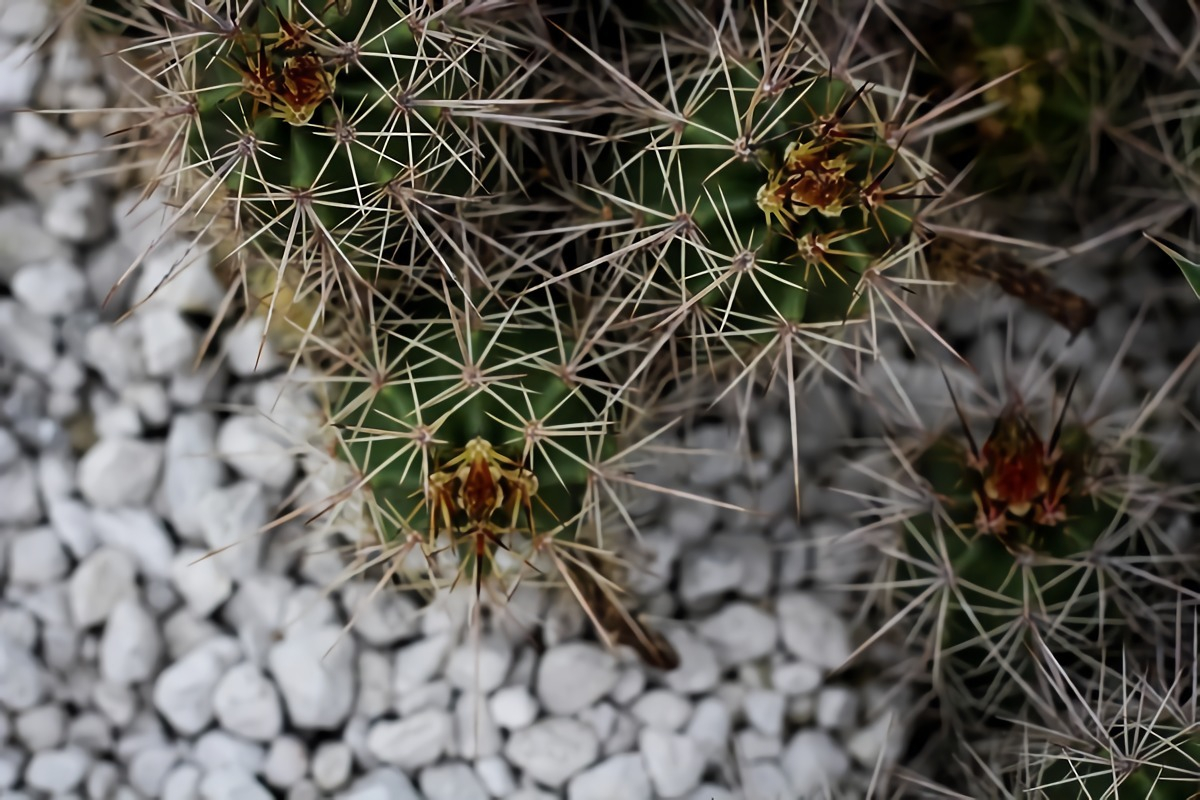 kaktus substrat blumenerde