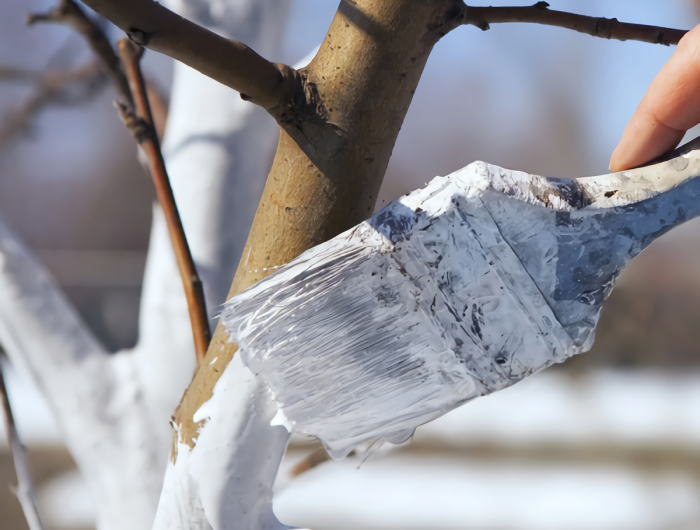 kann man bei nachtfrost baeume schneiden obstbaum mit kalkanstrich vor kaelte schuetzen