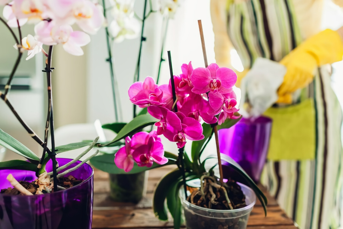 kann man vertrocknete luftwurzeln bei orchideen abschneiden