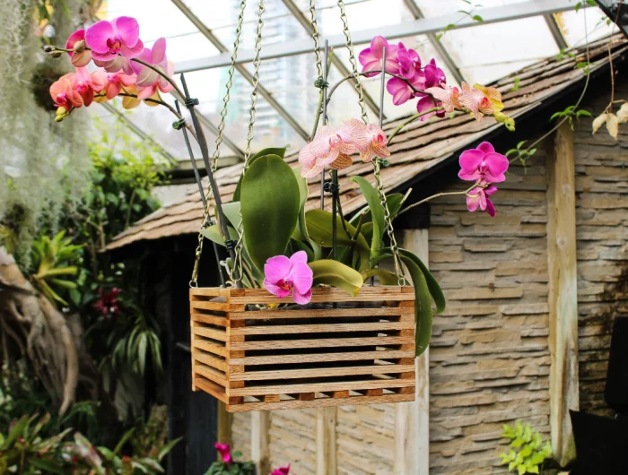 kokedama orchideen selber machen haengende deko mit pflanzen