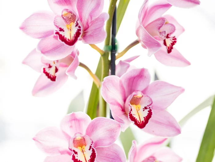 luftwurzeln bei orchideen kuerzen pflegetipps fuer orchideen