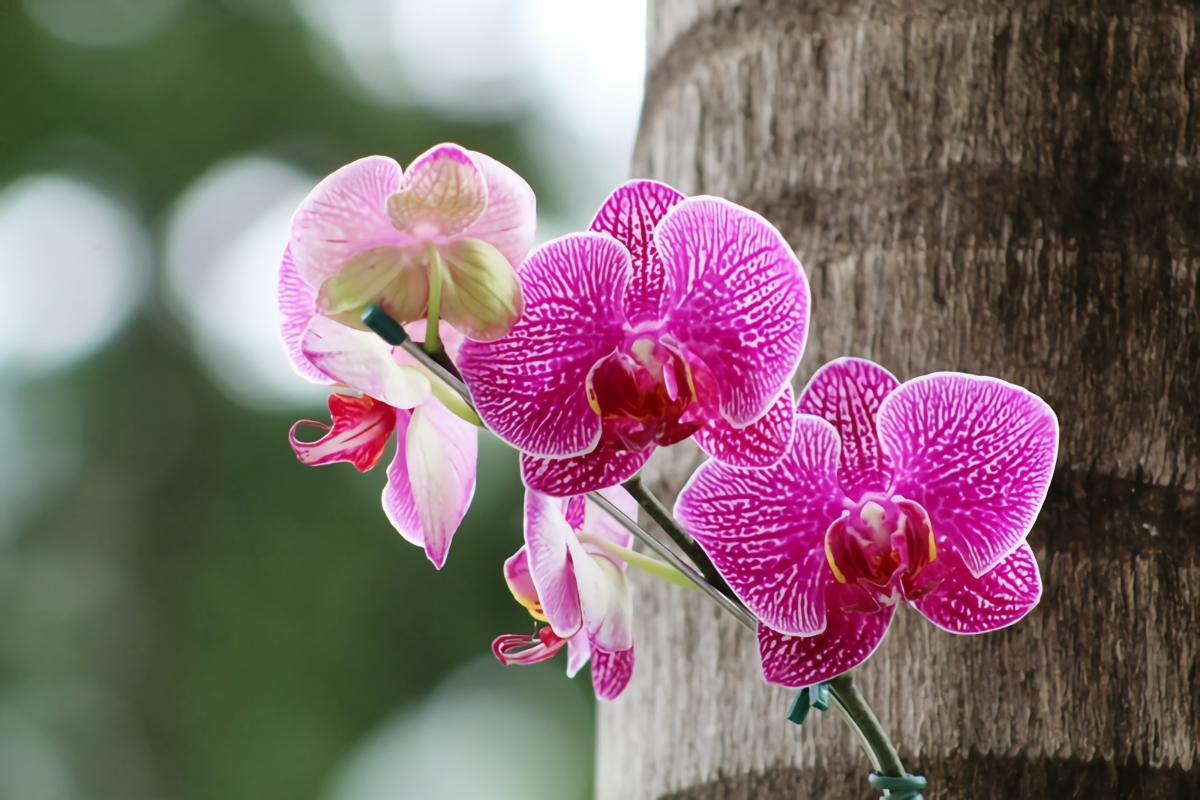 orchidee auf holz orchidee ohne erde halten