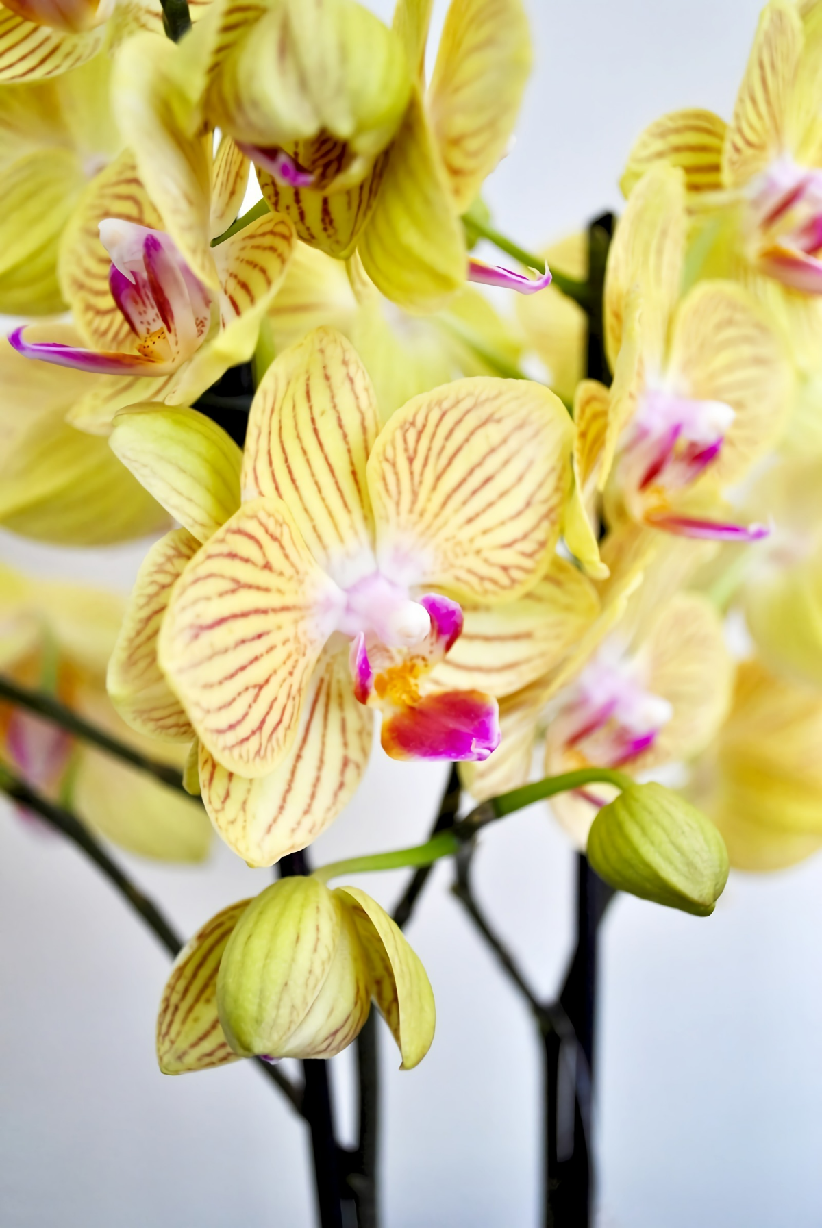orchidee im glas ohne erde halten wie geht es