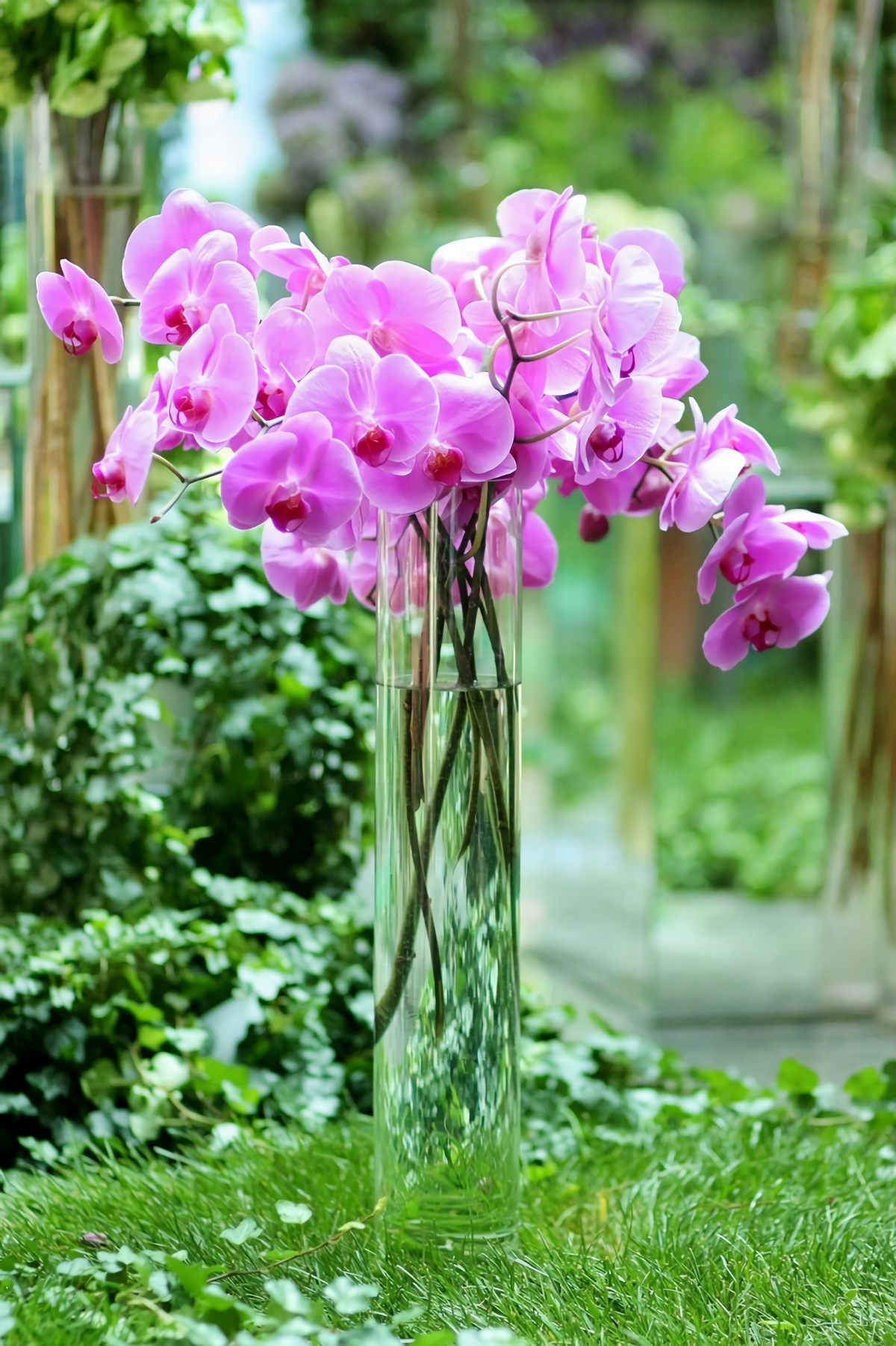 orchidee im wasser halten tipps