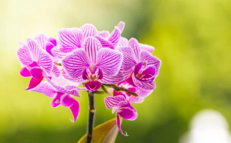 orchidee ohne erde halten ist das moeglich methoden
