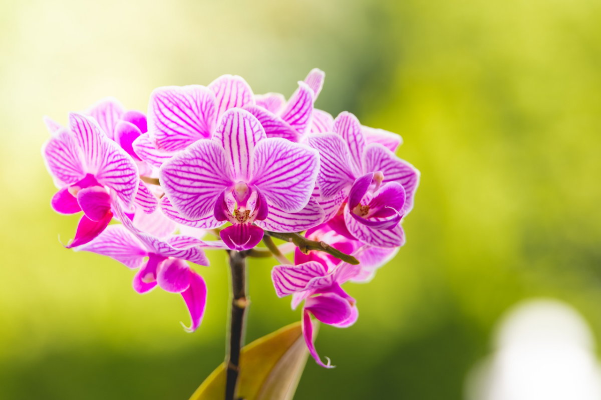 orchidee ohne erde halten ist das moeglich methoden