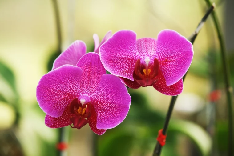 orchidee ohne substrat halten drei eifnache methoden