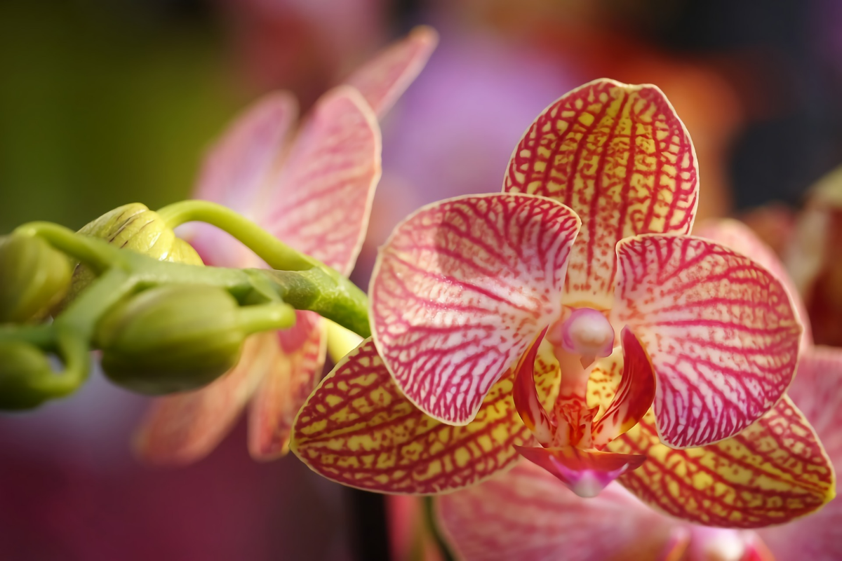 orchideen im wasser halten anleitung tipps