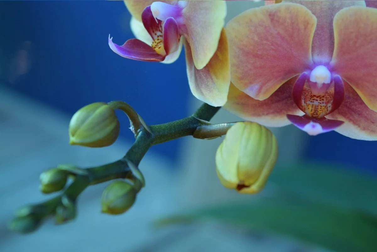 orchideen knospen fallen ab woran liegt es