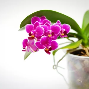 orchideen luftwurzeln zu lang kann man sie abschneiden