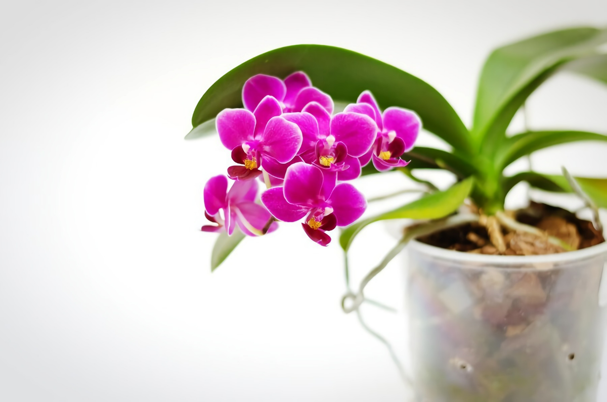 orchideen luftwurzeln zu lang kann man sie abschneiden