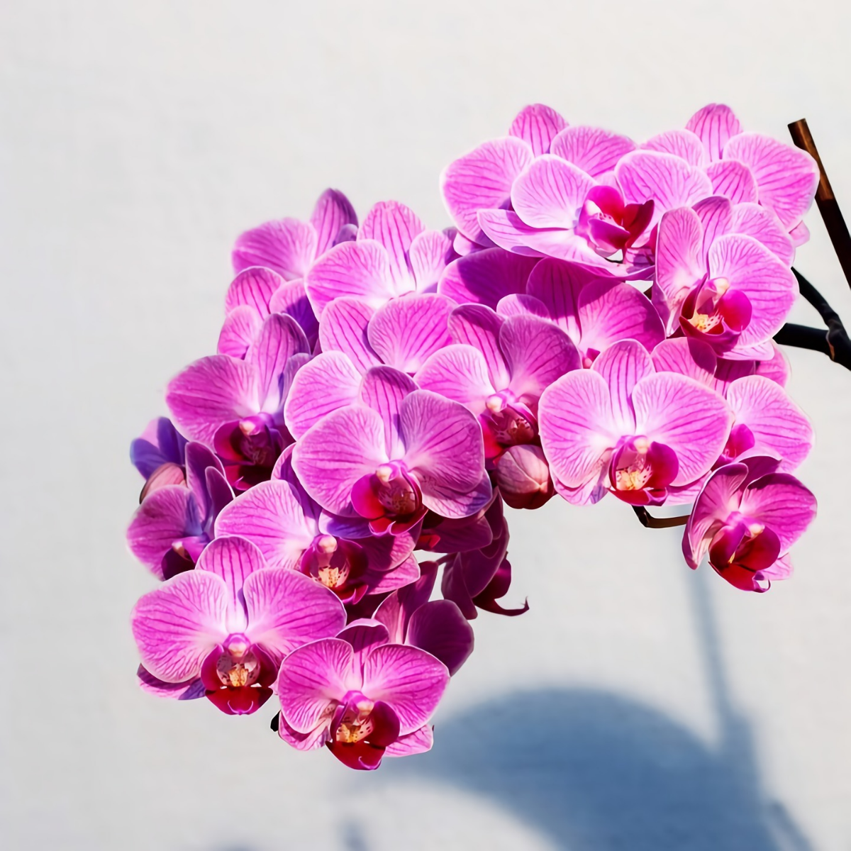 orchideen ohne erde im glas pflegen