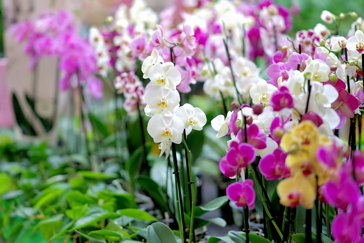 orchideen ohne erde tipps und tricks