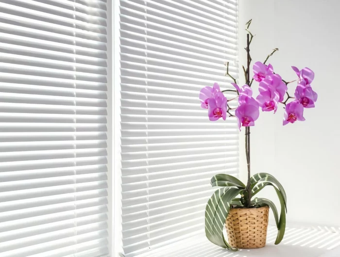 orchideen pflege luftwurzeln abschneiden