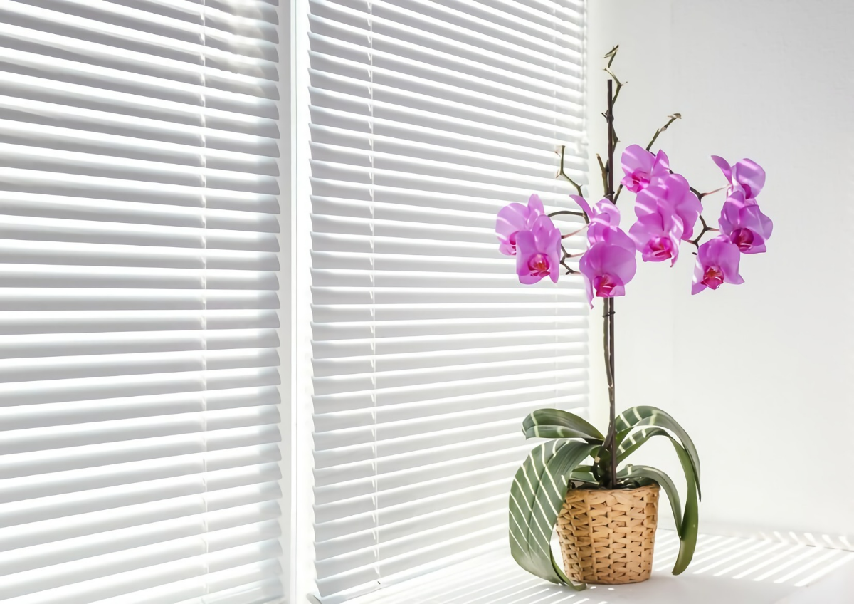 orchideen pflege luftwurzeln abschneiden