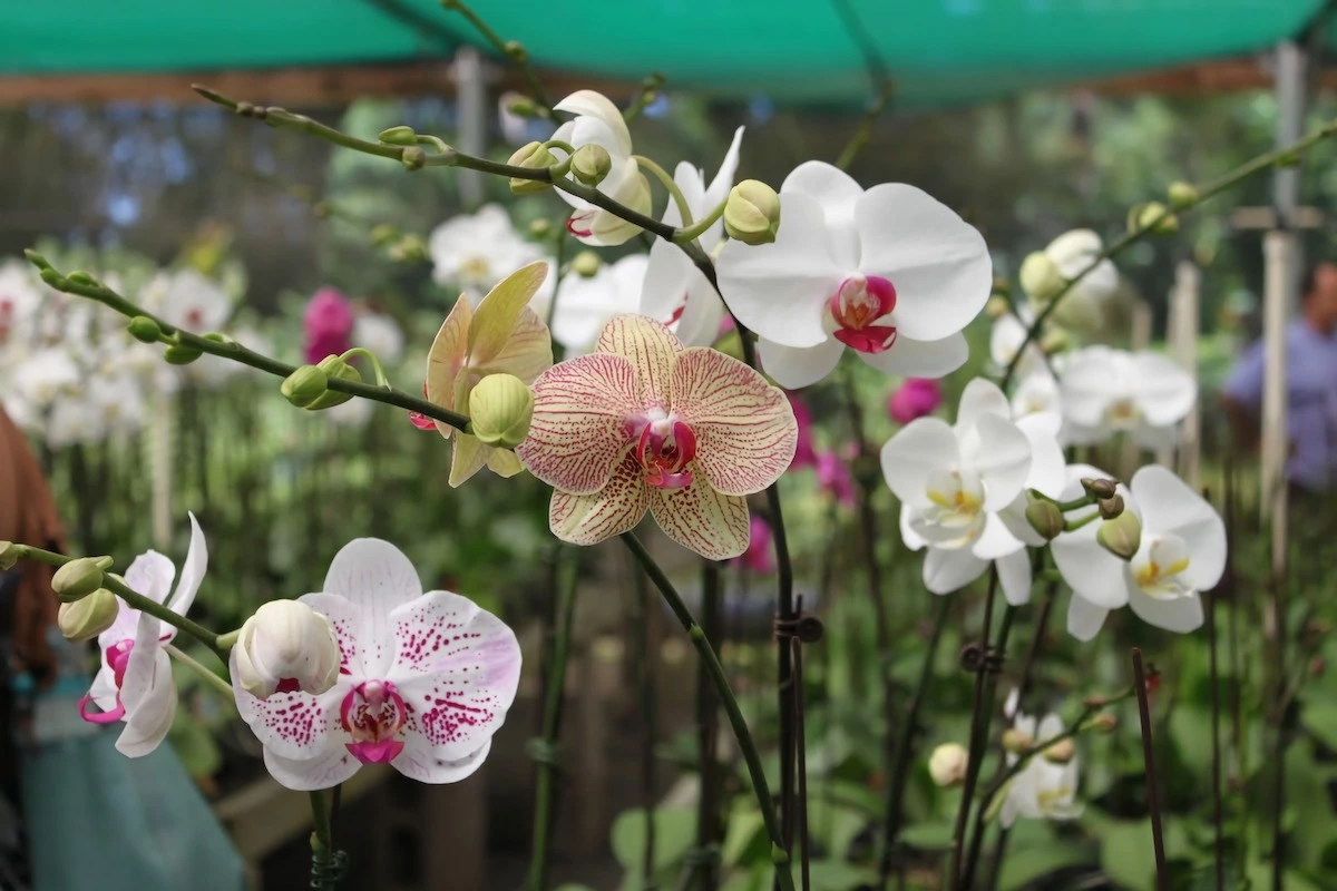 orchideen richtig schneiden erfahren sie hier mehr