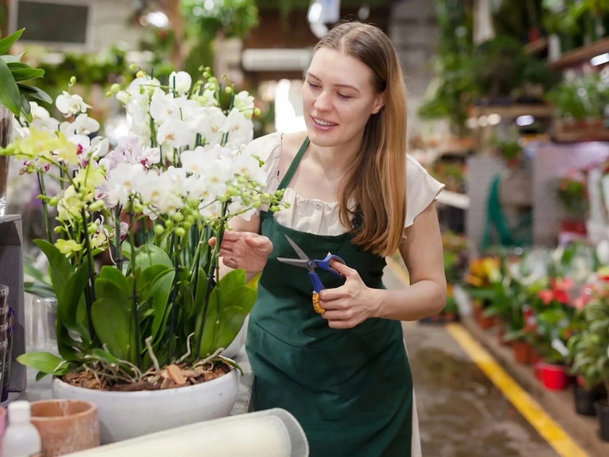 orchideen richtig schneiden so geht es