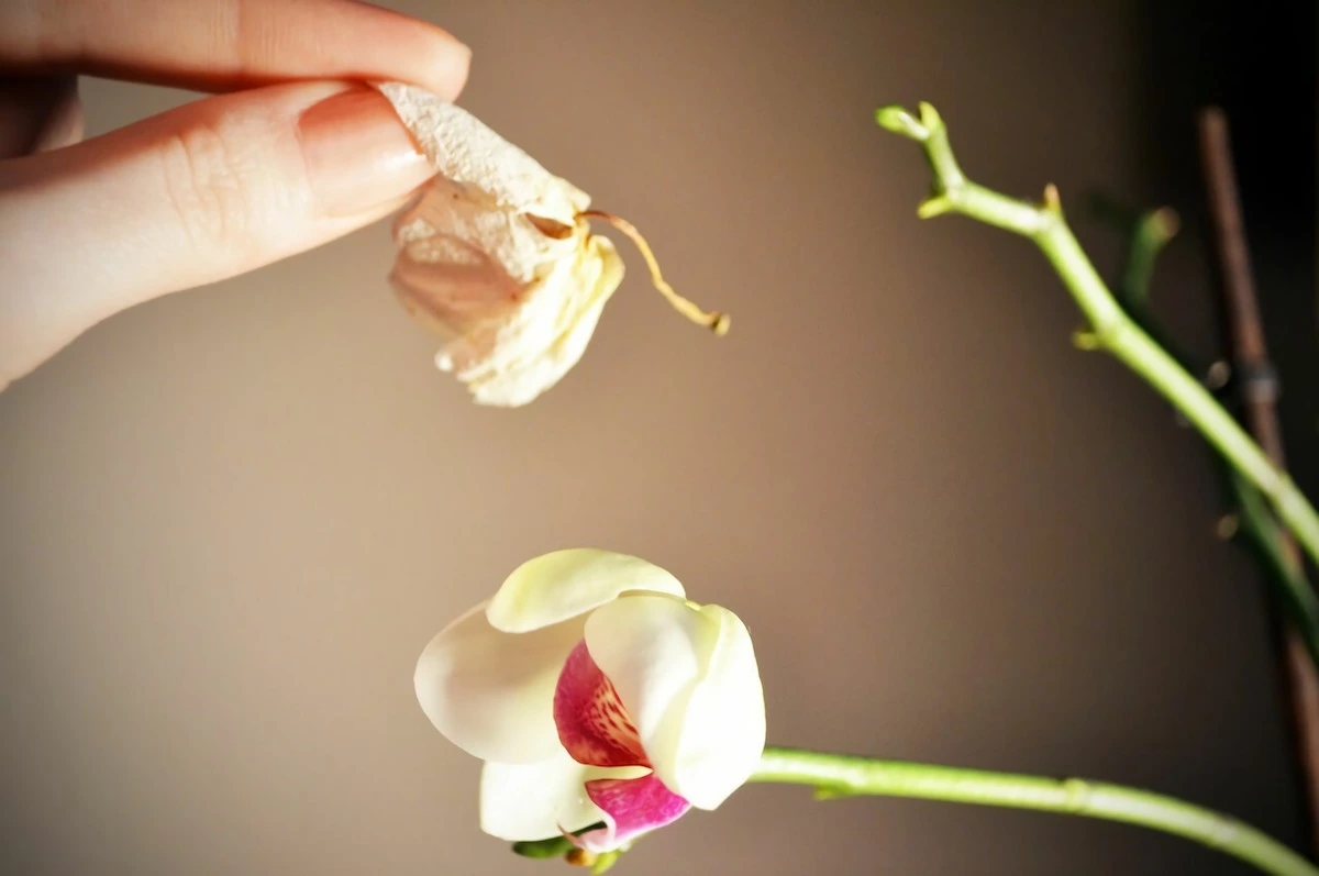 orchideen schneiden und pflegen hier finden sie information