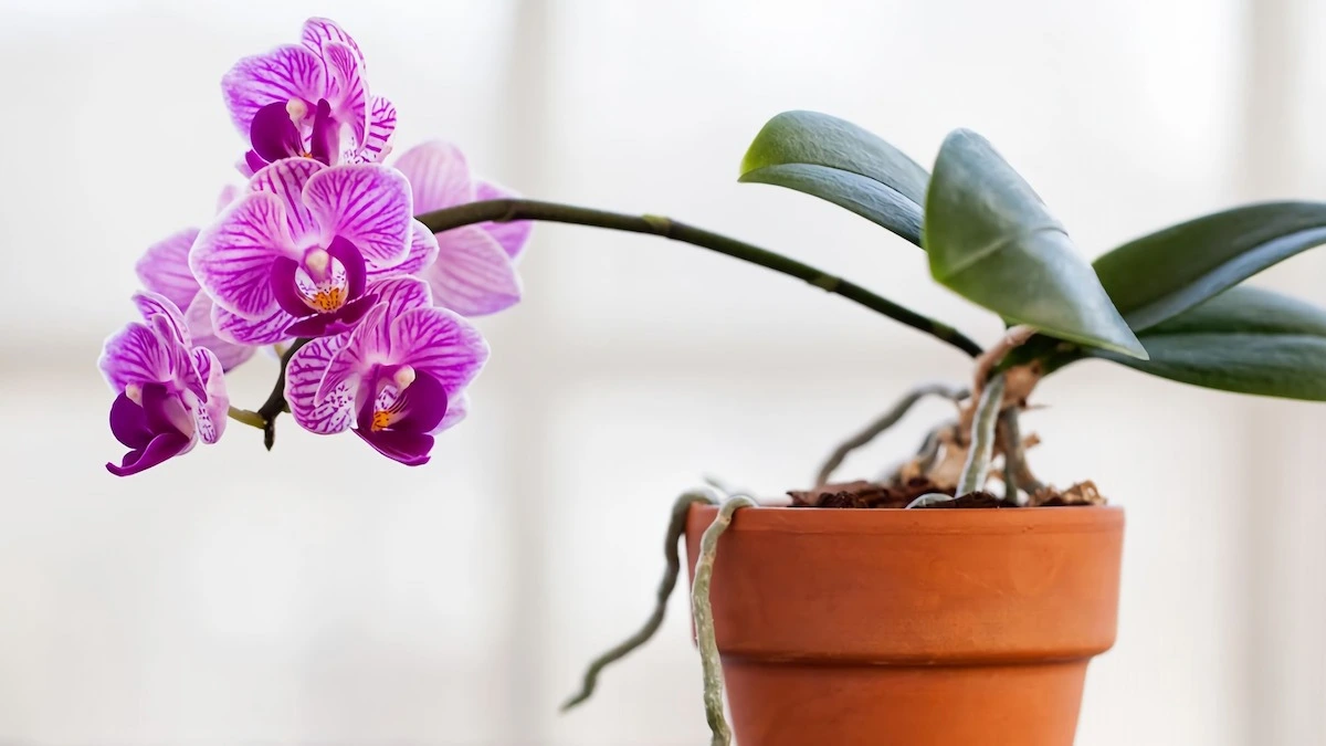 orchideen tipps und tricks erfahren sie hier