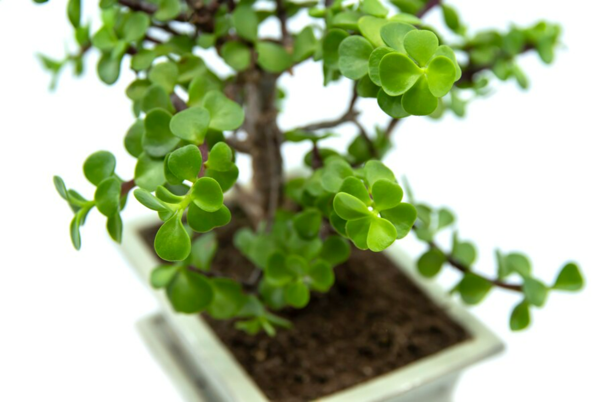 pflanze geldbaum pflege rubuste zimmerpflanzen