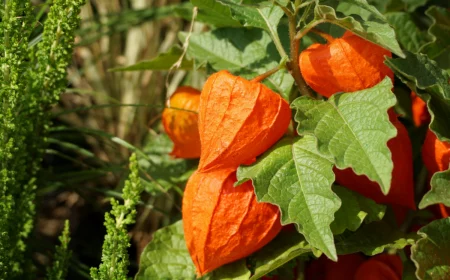 physalis giessen tipps wann wie baum mit orangenfarbenen fruechten
