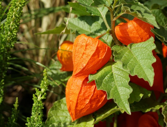 physalis giessen tipps wann wie baum mit orangenfarbenen fruechten