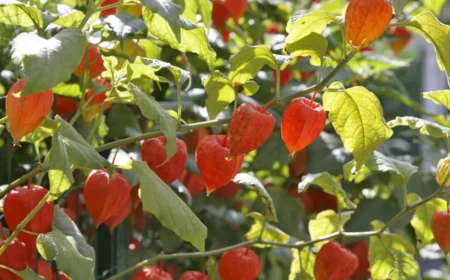 physalis liebt sonnige geschützte plätze