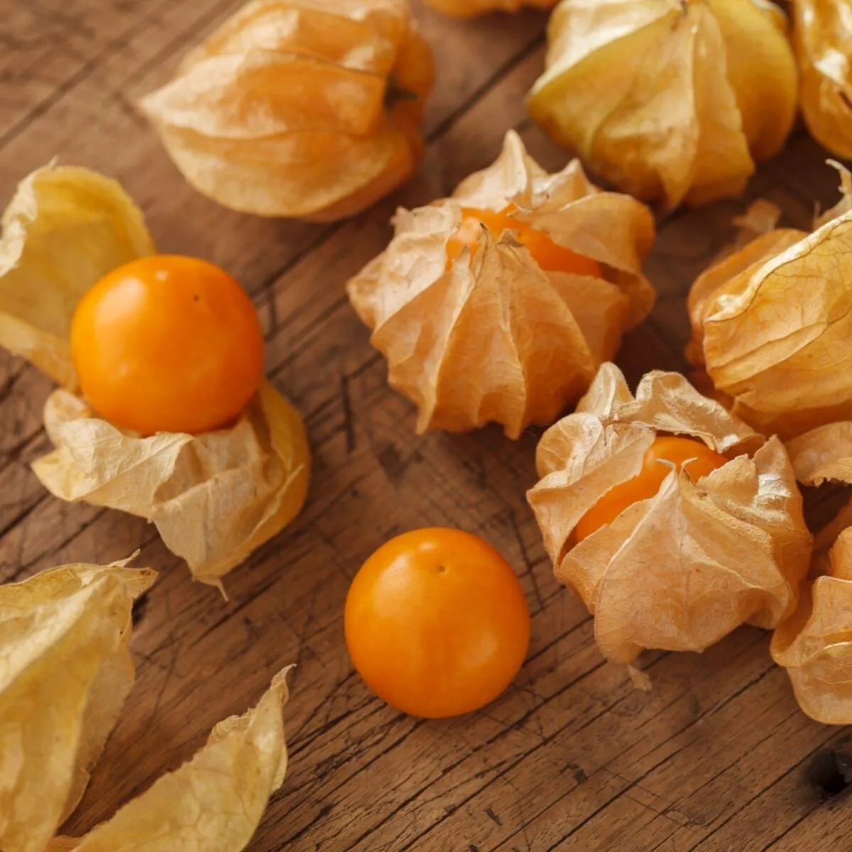 physalis mehrjährige pflanze orange köstliche früchte