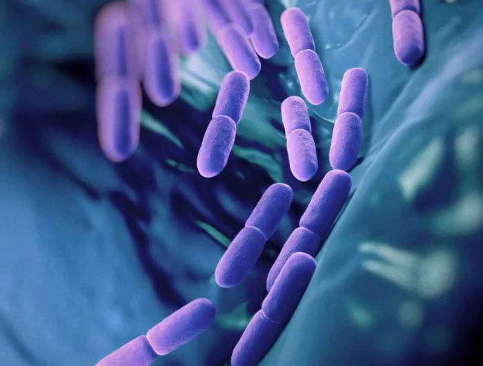 probiotische bakterien und wie sie dem organismus helfen