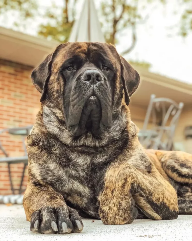 riesige englische mastiff hunderasse welt größte hunderassen