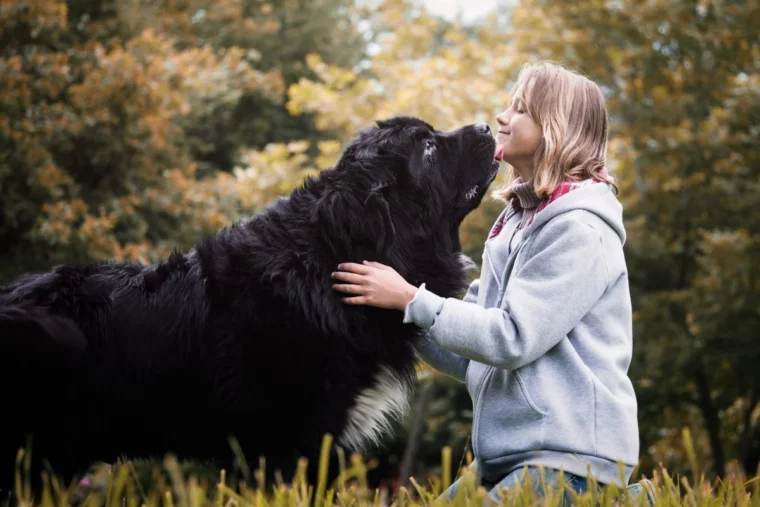 riesiger schwarzer hund kuesst ein maedchen mit grauem sweatshirt