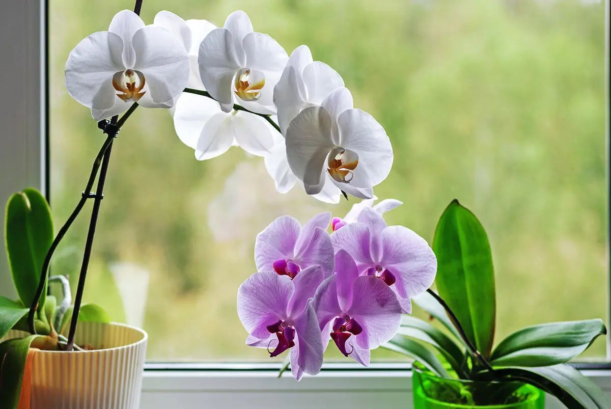 so gelingt es garantiert orchideen zum bluehen bringen