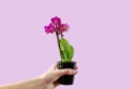 Mini-Orchideen pflegen, ohne Fehler – So geht's