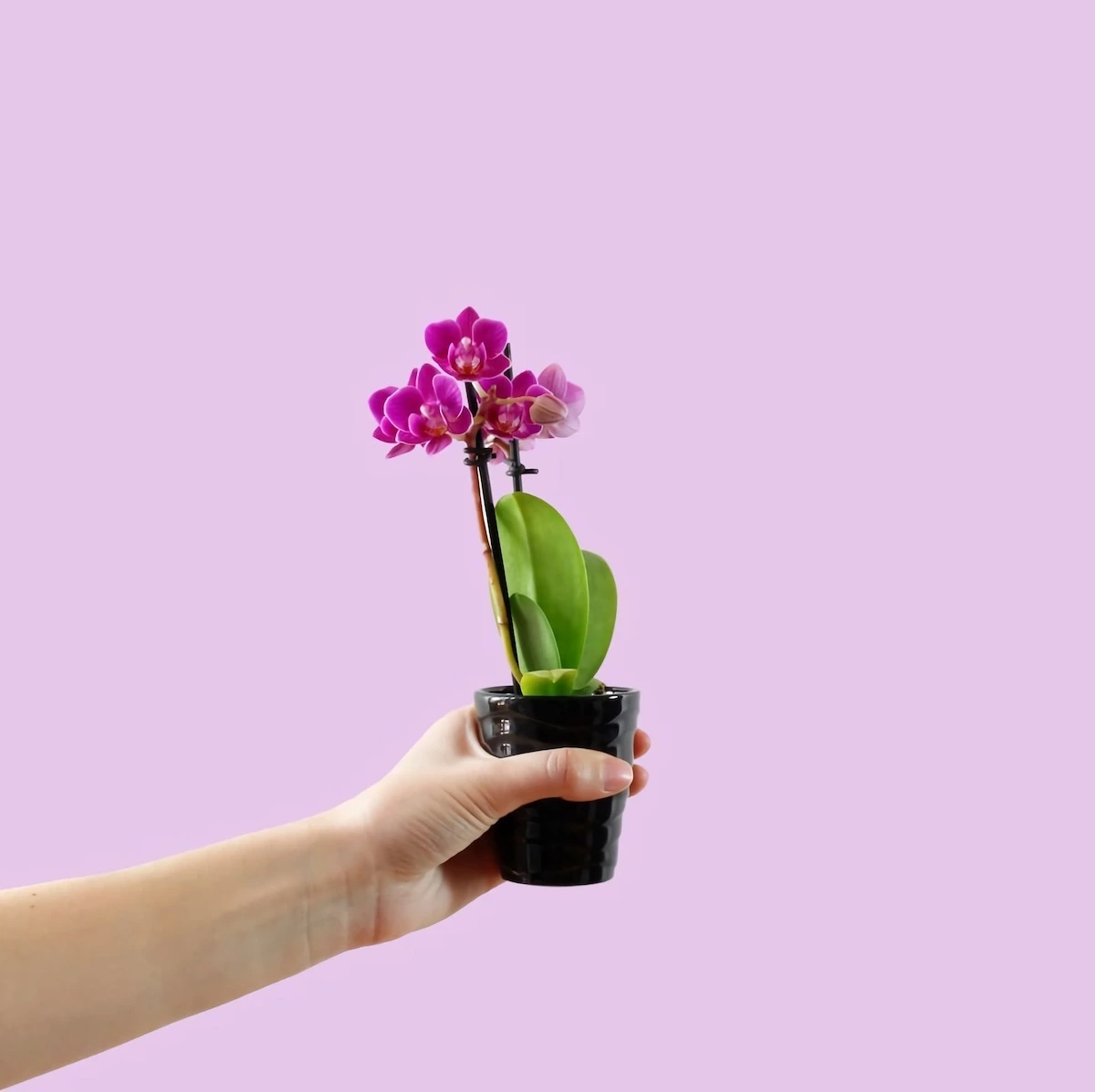 tipps und tricks wie koennen sie ihre mini orchidee richtig pflegen