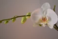 Warum gehen die Knospen meiner Orchidee nicht auf? Die wichtigsten Gründe: