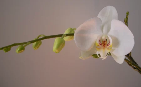 top gefragt warum gehen die knospen meiner orchidee nich au