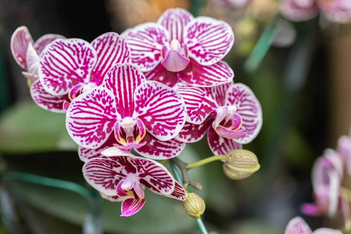 trockene luftwurzeln bei orchideen entfernen