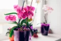 Schnitt- und Pflegetipps: Orchideen richtig schneiden