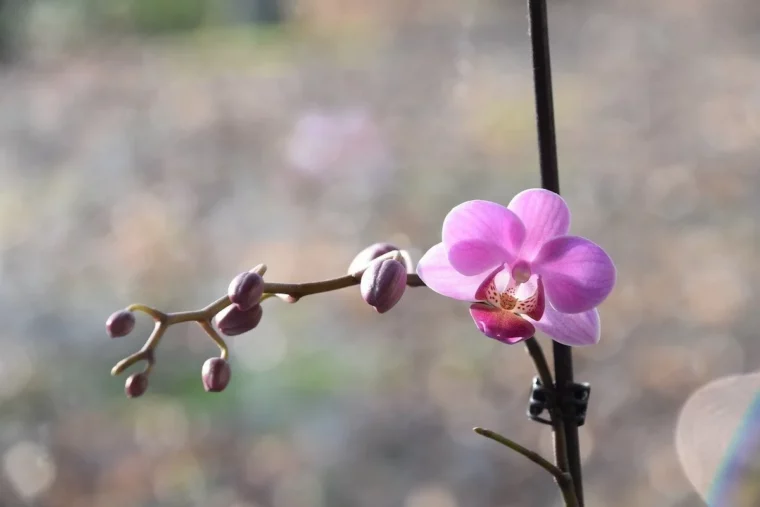 warum die knospen deiner orchideen fallen