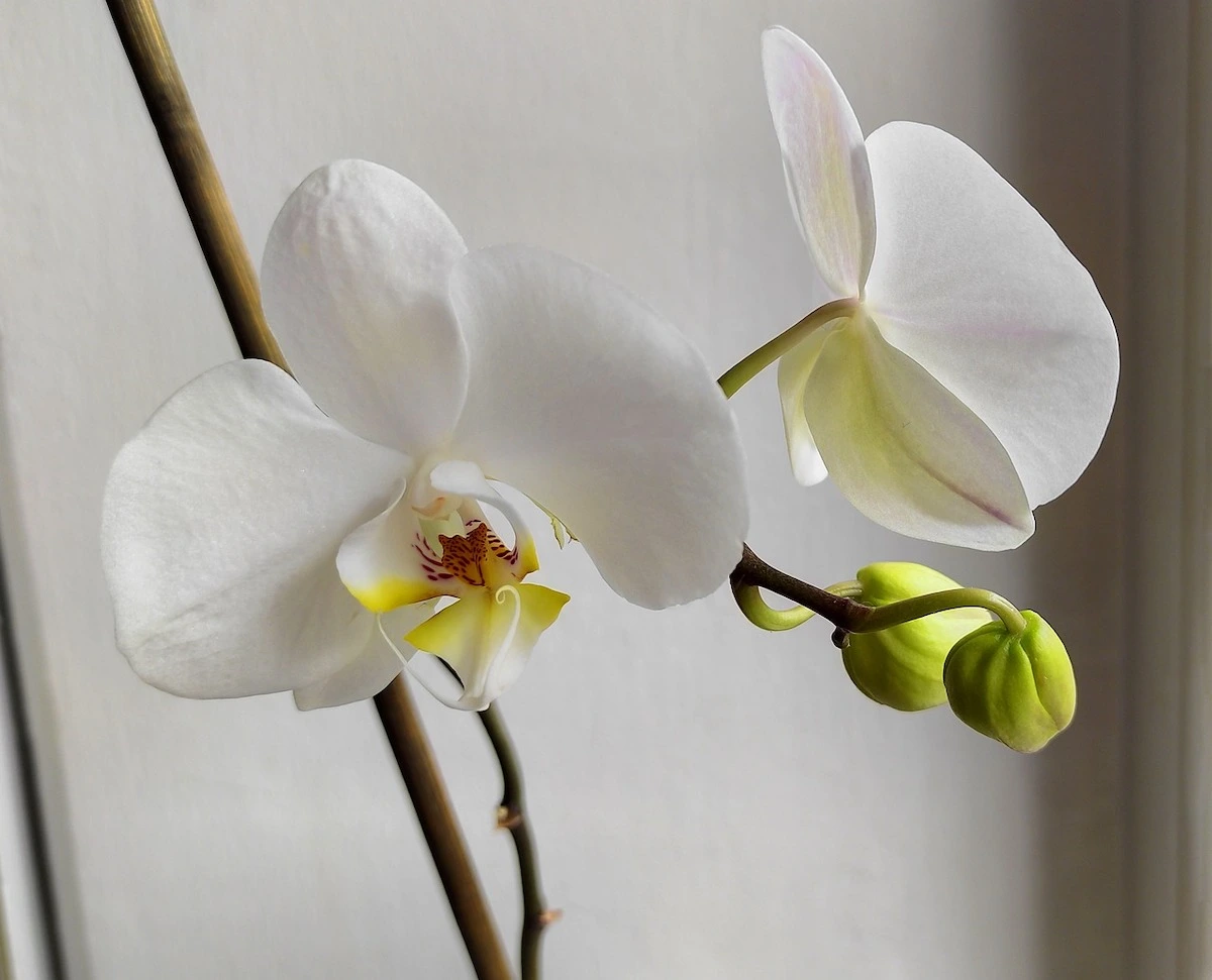 warum gehen die knospen meiner orchidee nich auf