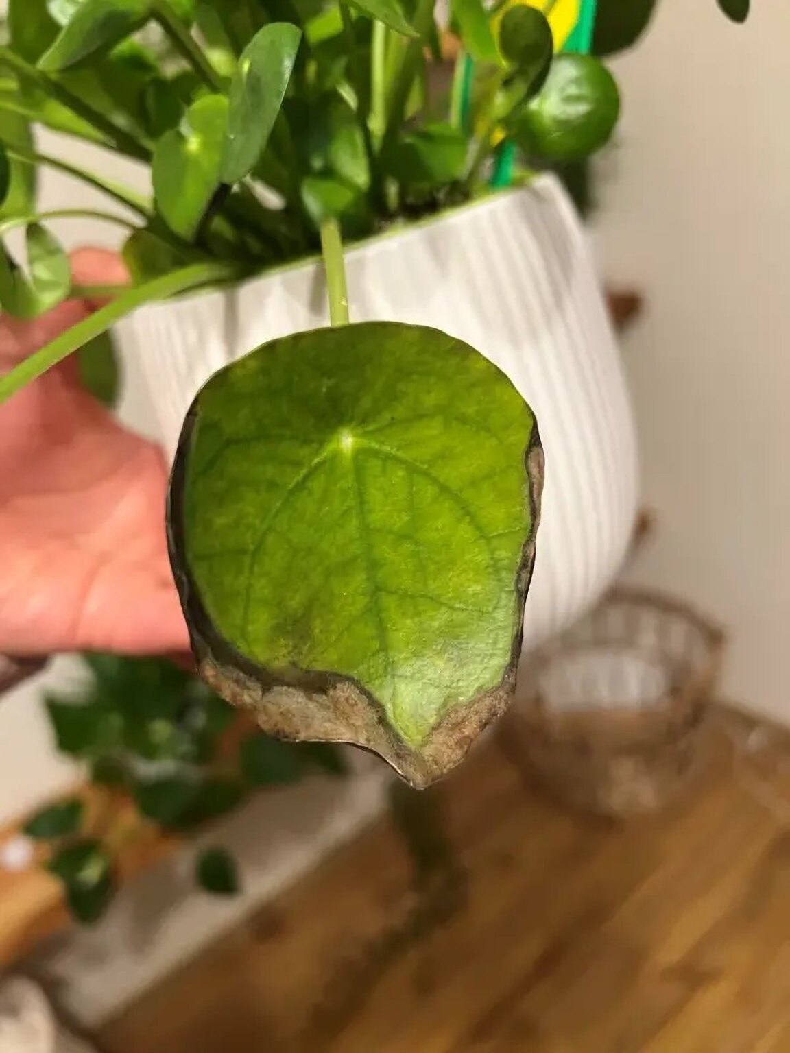 Chinesischer Geldbaum Pflege Diese 5 Sachen sollen Sie wissen!