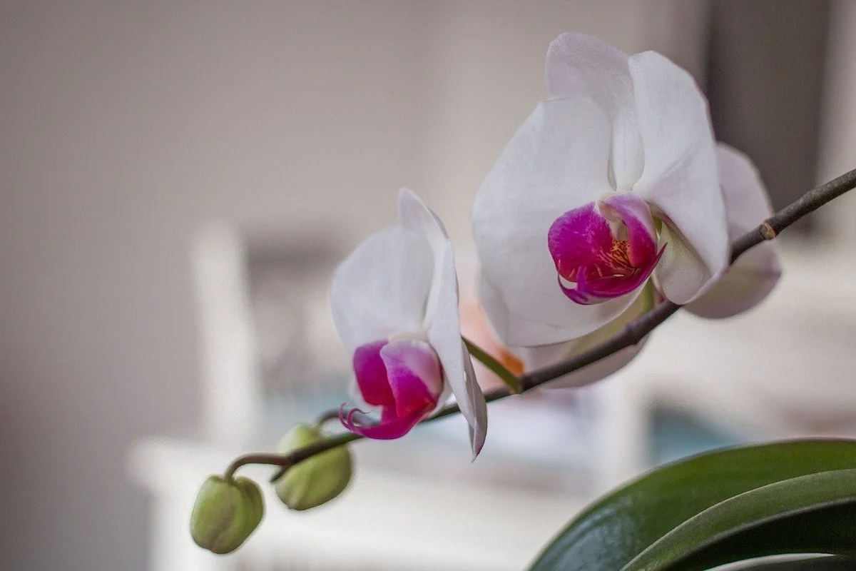 warum oeffnen sich die blueten meiner orchideen nicht