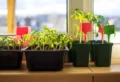 Pflanzen im Januar aussäen? Diese 7 Varianten können Sie ruhig einpflanzen!