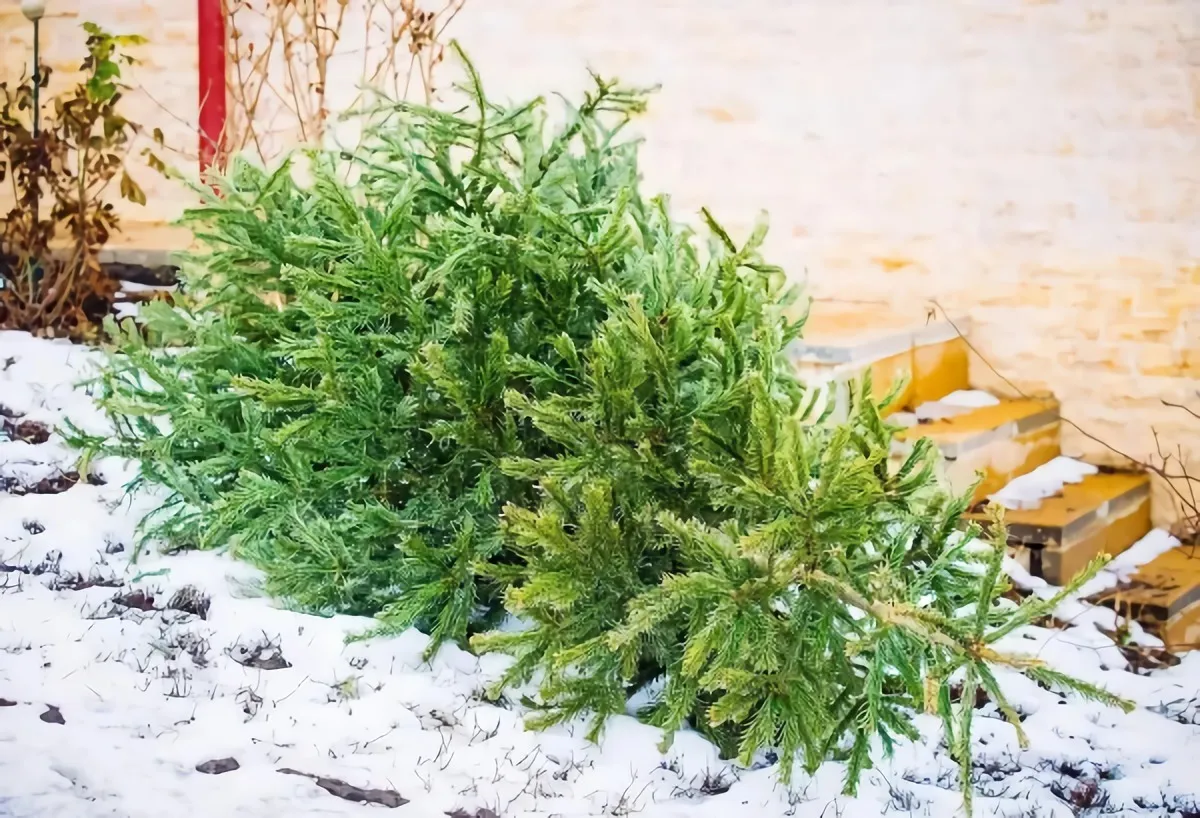 was machen mit weihnachtsbaum nützliche ideen