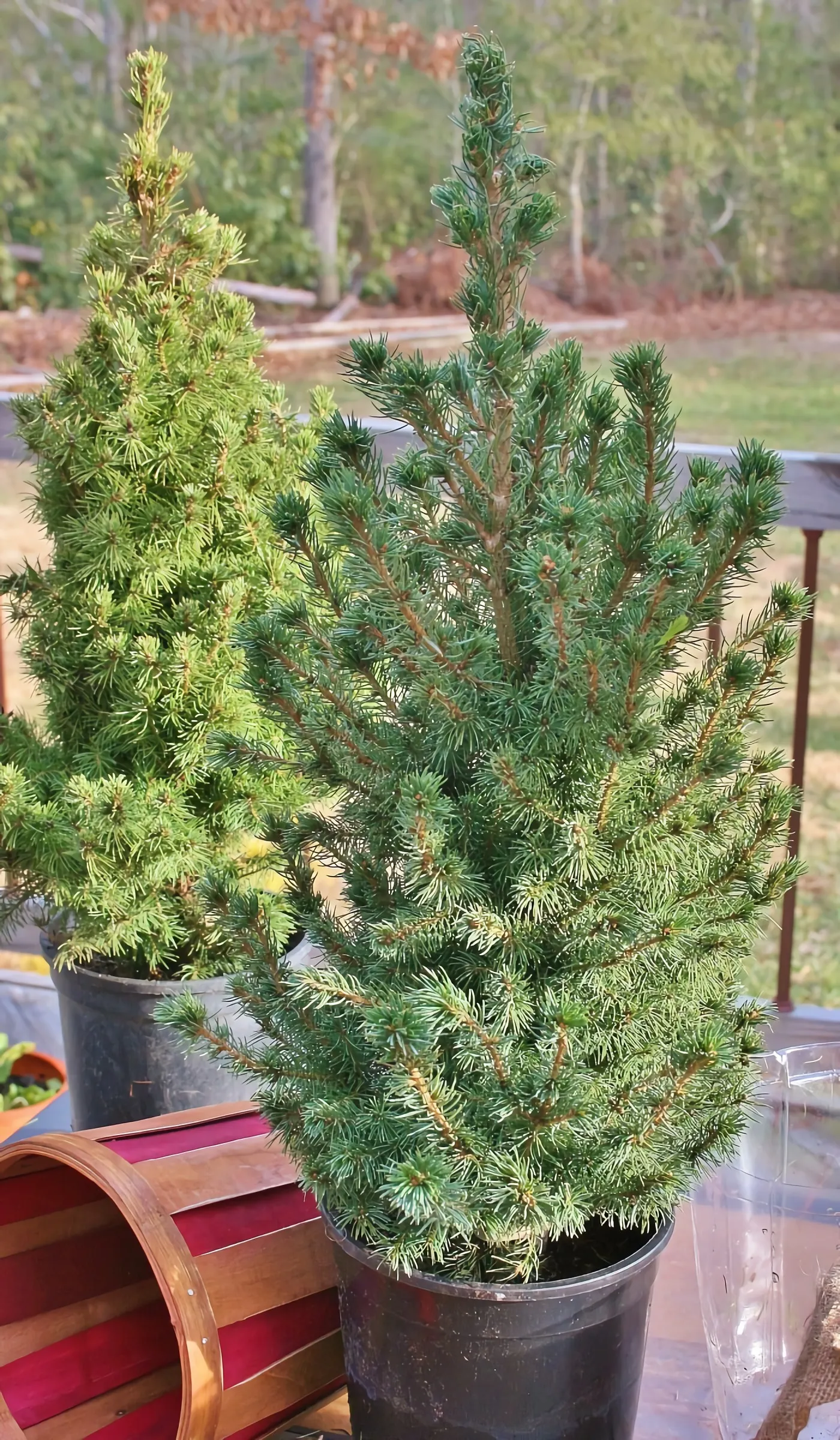 weihnachtsbaum umpflanzen für die zukunft