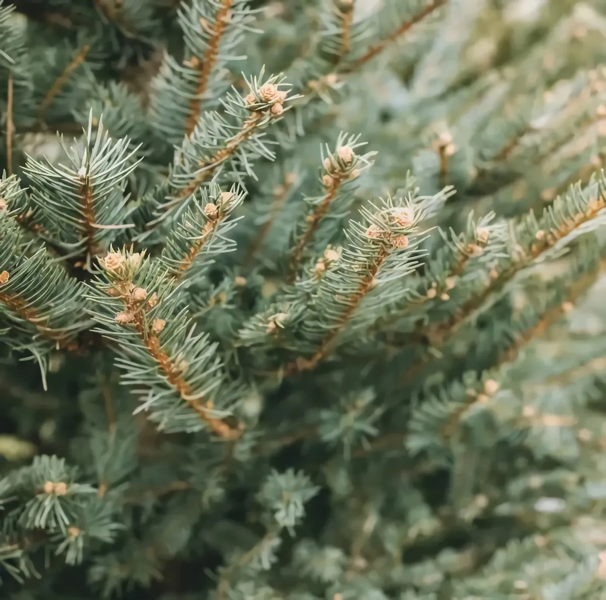 weihnachtsbaum umpflanzen regelmäßig gießen garten