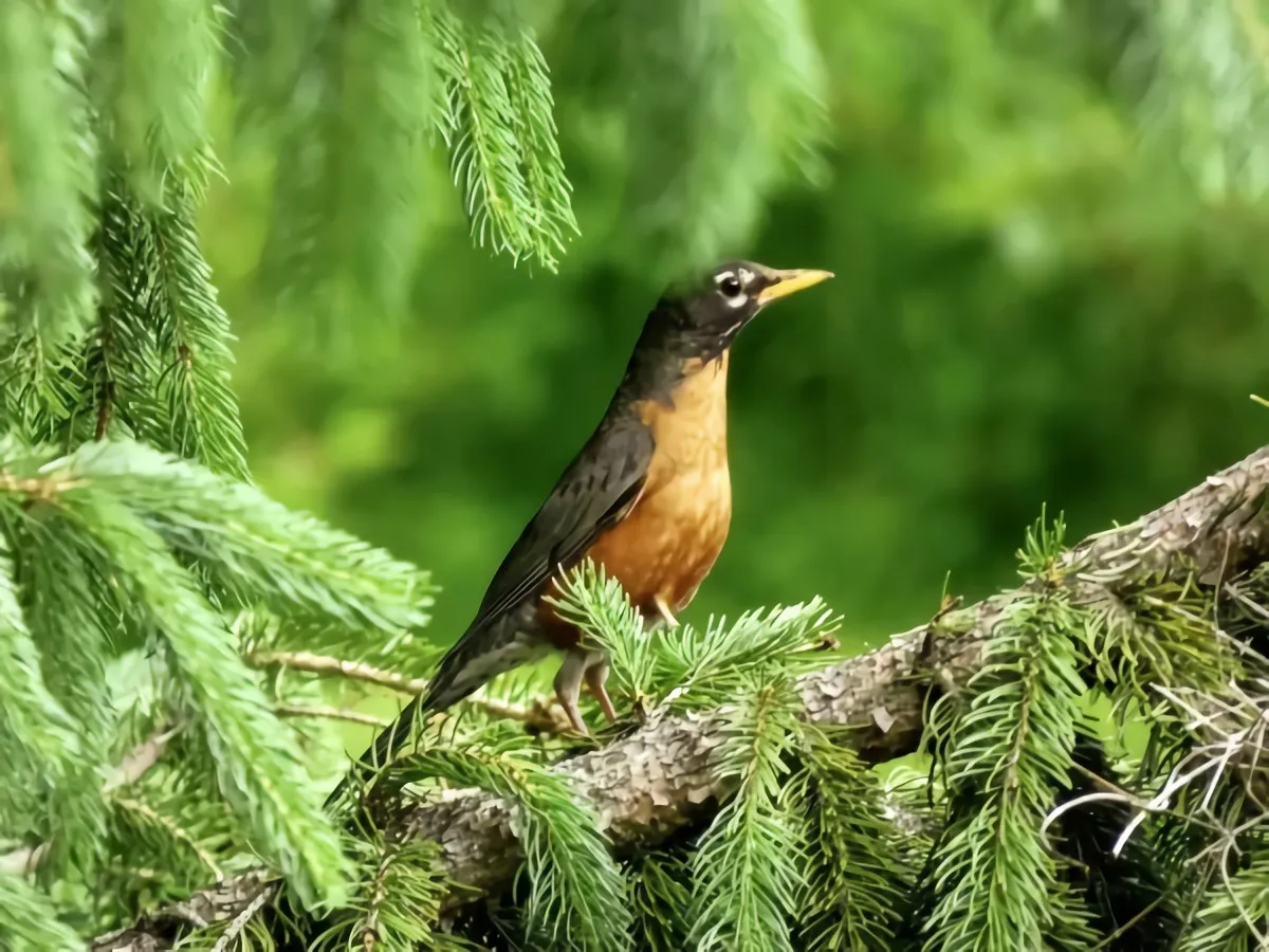 weihnachtsbaum weiterverwenden vögel füttern im garten